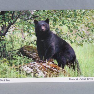 Vintage Postcard - Black Bear Vancouver Island - Peacock Postcards